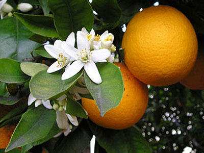 Πορτοκάλι για τα χέρια